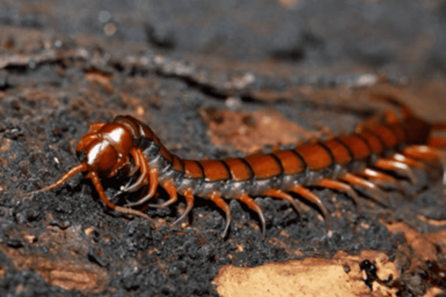 eco-friendly pest