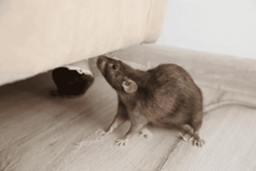preventing rodent infestations