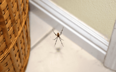 Eco-Friendly Spider Control in Fort Myers: A Green Approach