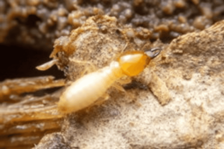 Eco-Friendly Solutions for Preventing Subterranean Termites in Florida