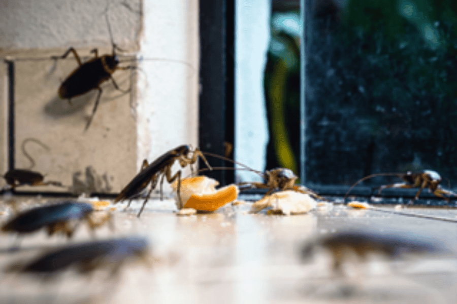 natural cockroach solutions