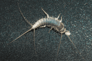 natural pest control