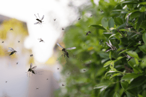 mosquito free yard