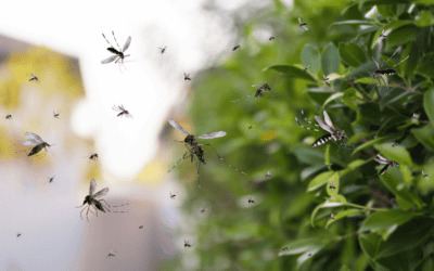 Transforming Your Naples Yard into a Mosquito-Free Paradise with Green Pest Control