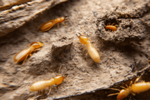 termite prevention tactics