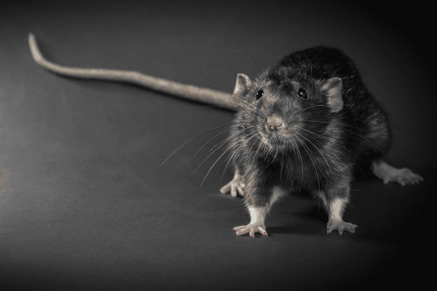 roof rat