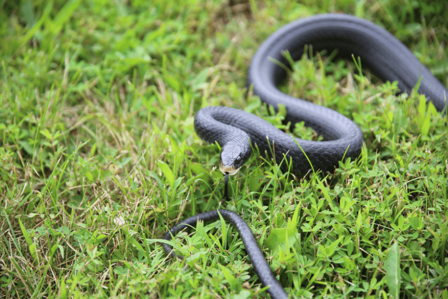 snake pest control