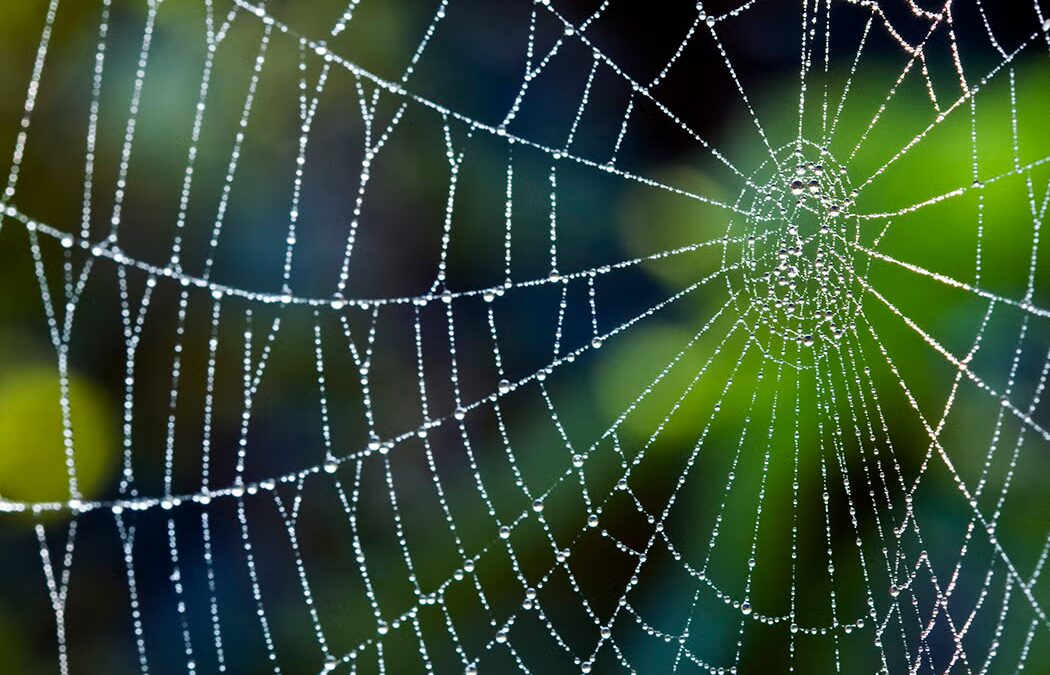 Florida’s Most Common Spiders and How to Identify Them