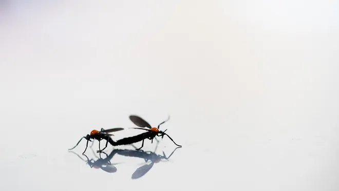love bugs