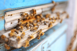 bee infestation