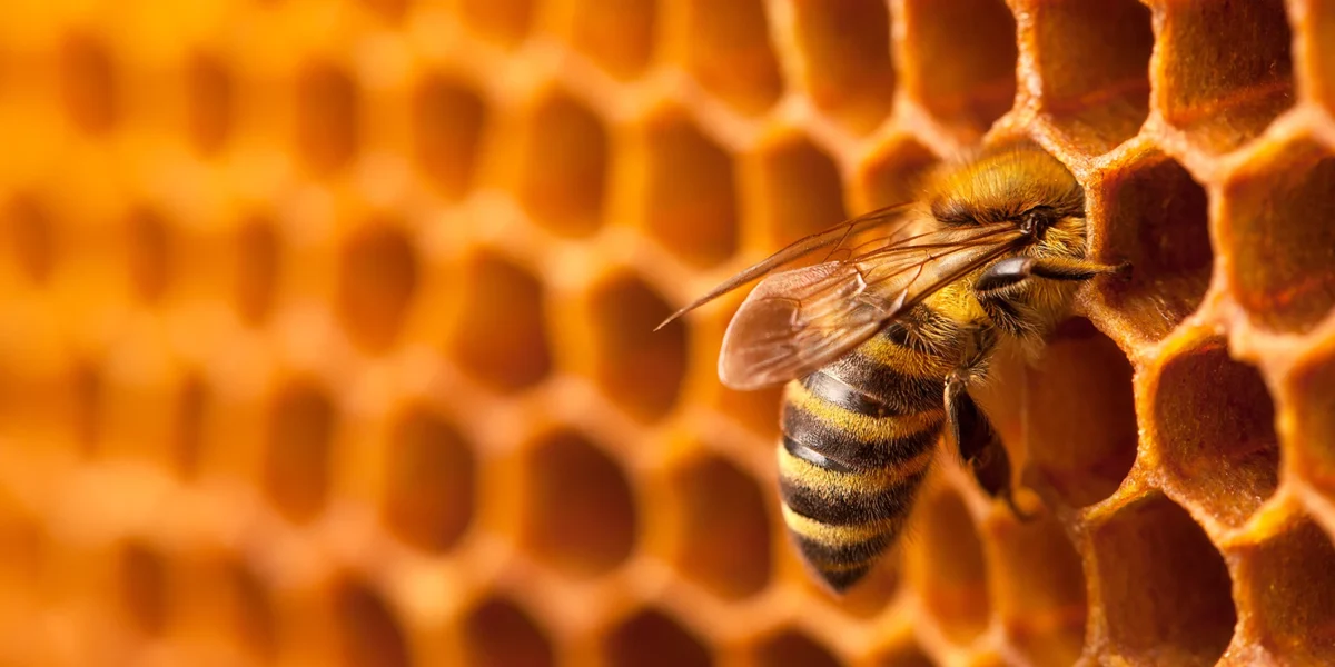 bee friendly pest control