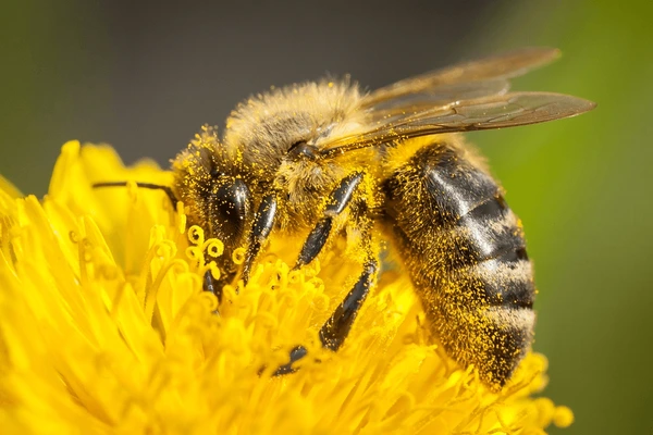 How to Create a Bee-Friendly Yard in Metro Atlanta