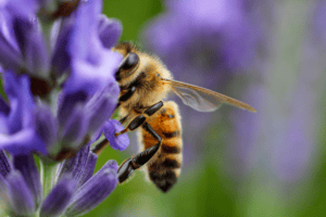 bee friendly plants