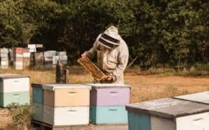 local beekeepers