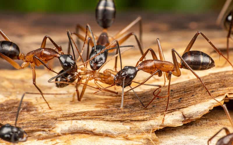 ant control near me