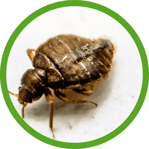 bed bug control