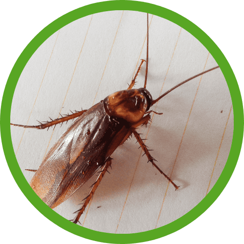 cockroach pest control