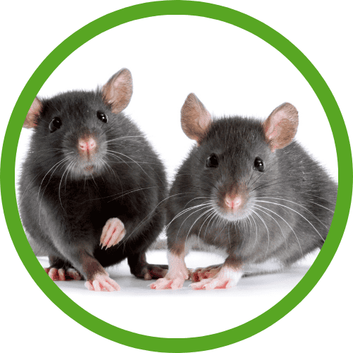 rodent control