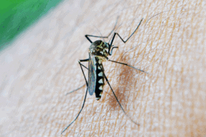 mosquito control