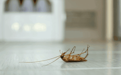 How Do I Choose the Best Pest Control Near Me?