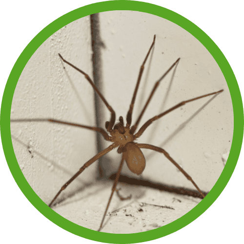 spider pest control