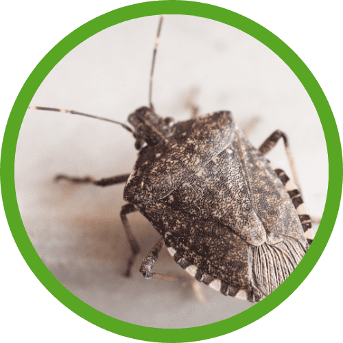 stink bug pest control
