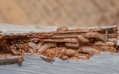 Effective Drywood Termite Treatments for Miami Homes