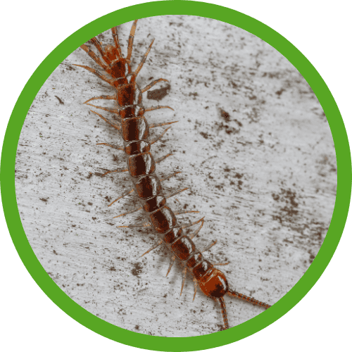 Centipedes and Millipedes