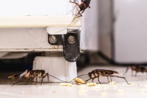 cockroach infestations