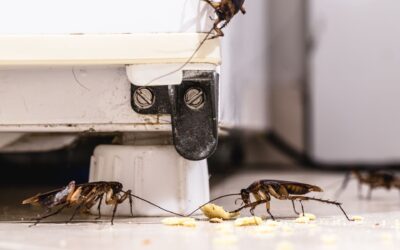 Cockroach Pest Control in Newnan, GA: Tackle Infestations the Right Way