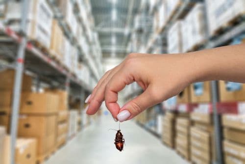 The Top 5 Benefits of Hiring Commercial Exterminators for Your Business