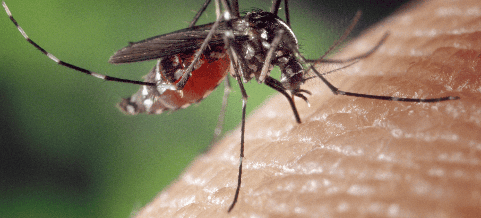 Mosquito Biting on Skin