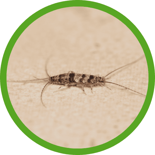 Silverfish
