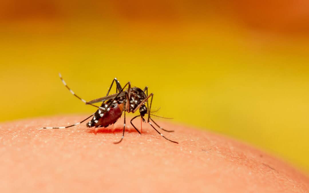 Say Goodbye Naples Mosquitoes: How In2Care Can Protect Your Family