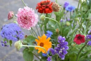 mosquito-repellent plants