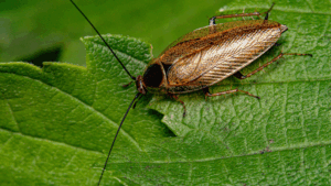 cockroach control