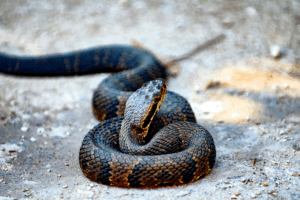 snake removal