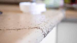 get rid of ants