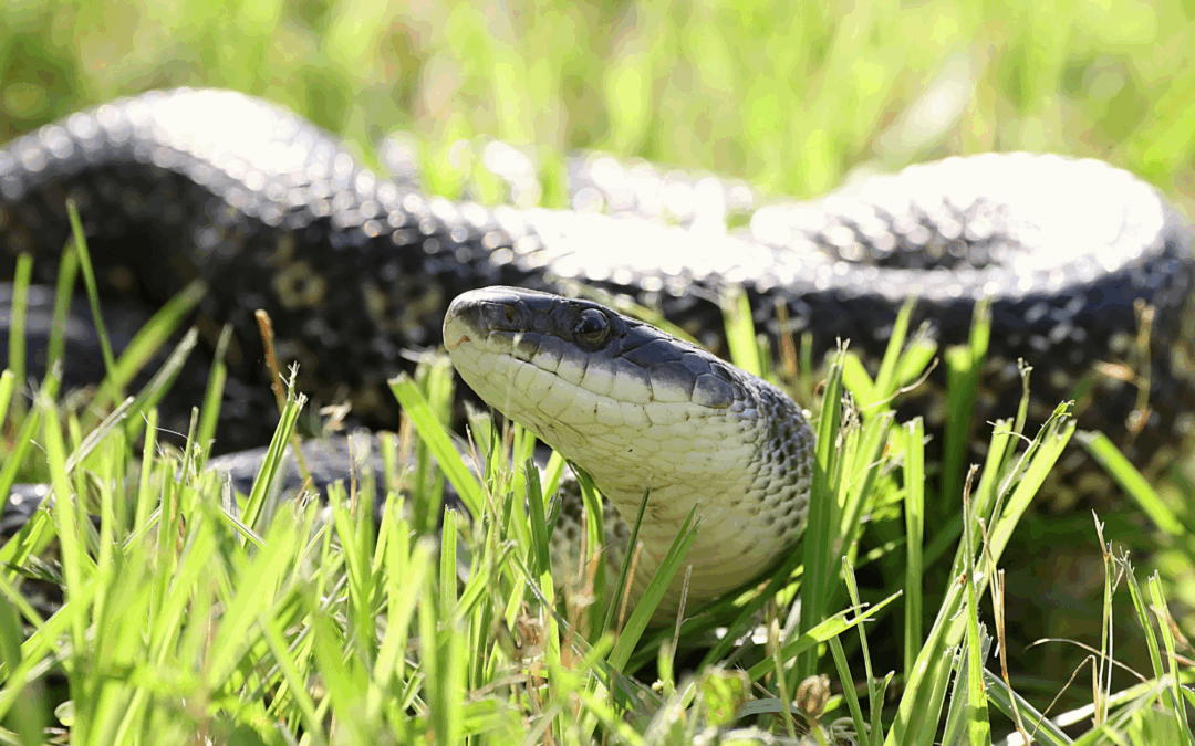 Snakes, No Thanks! How to Make Your Bonita Springs Home a No-Snake Zone