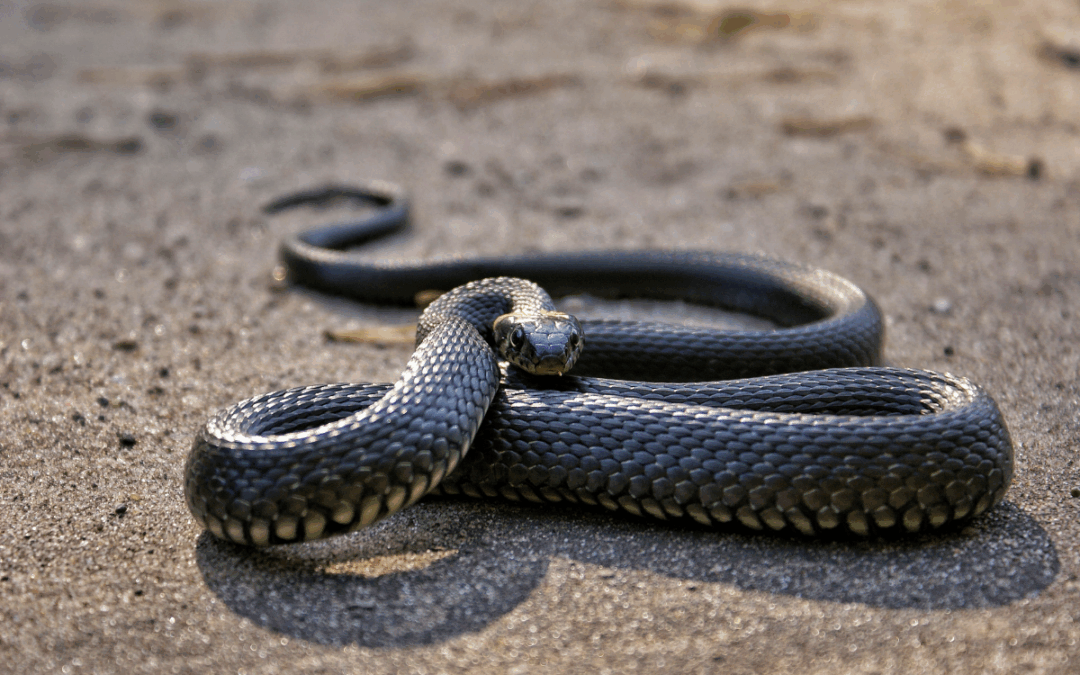 Protecting Your Business from Pests: Essential Steps for Commercial Property Owners