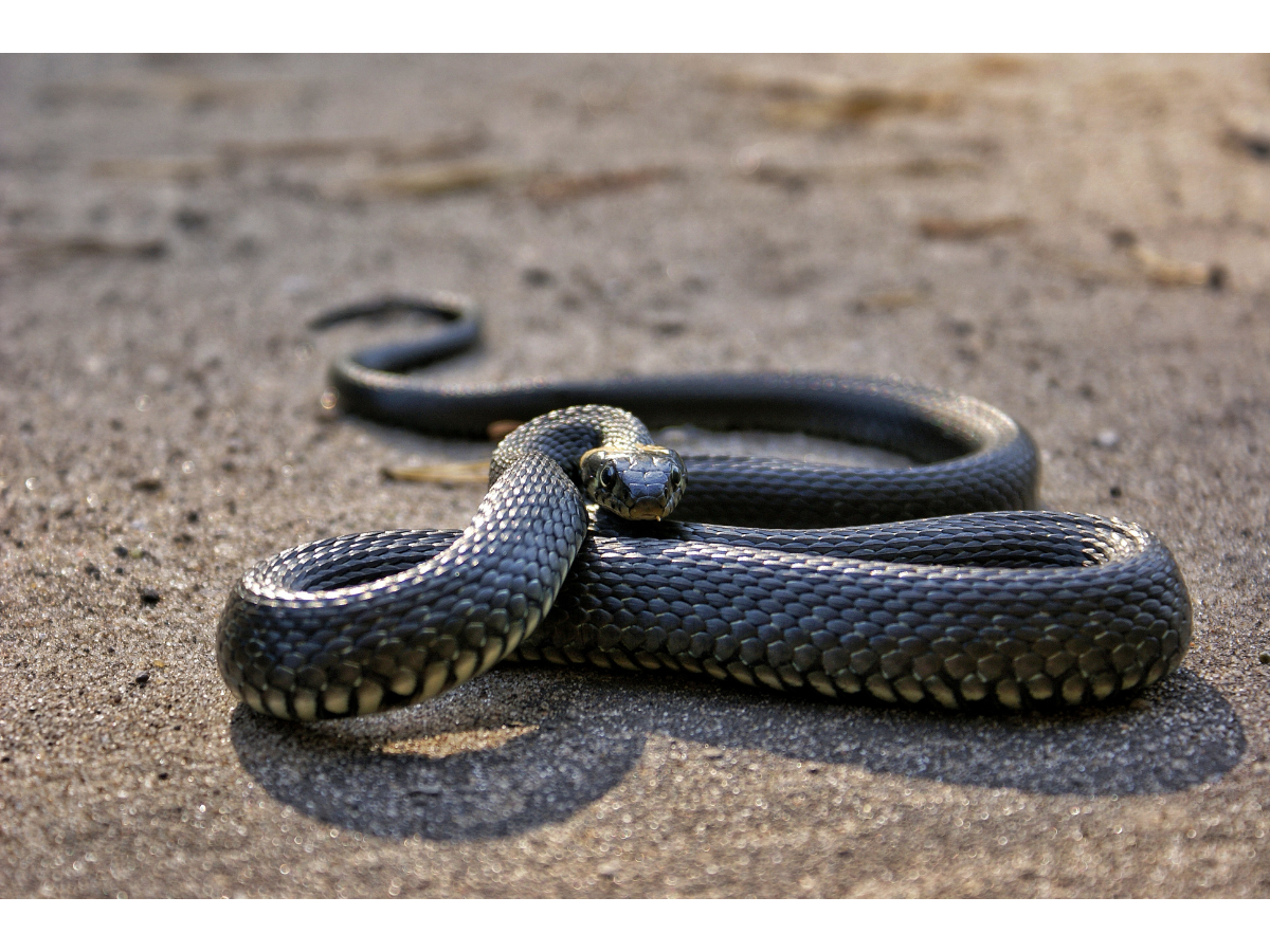 Commercial Snake Control