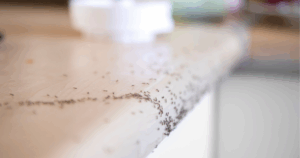 Ant Control