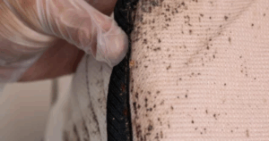 bed bug infestations