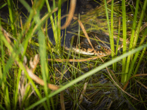Florida snakes