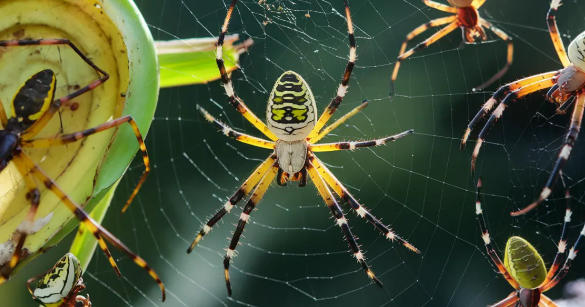 garden spider Archives | Northwest Exterminating