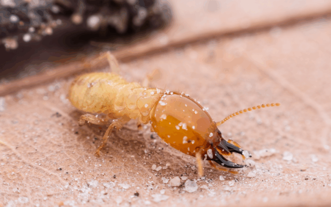 Fall Defense: How to Spot and Stop Termites in Naples This November