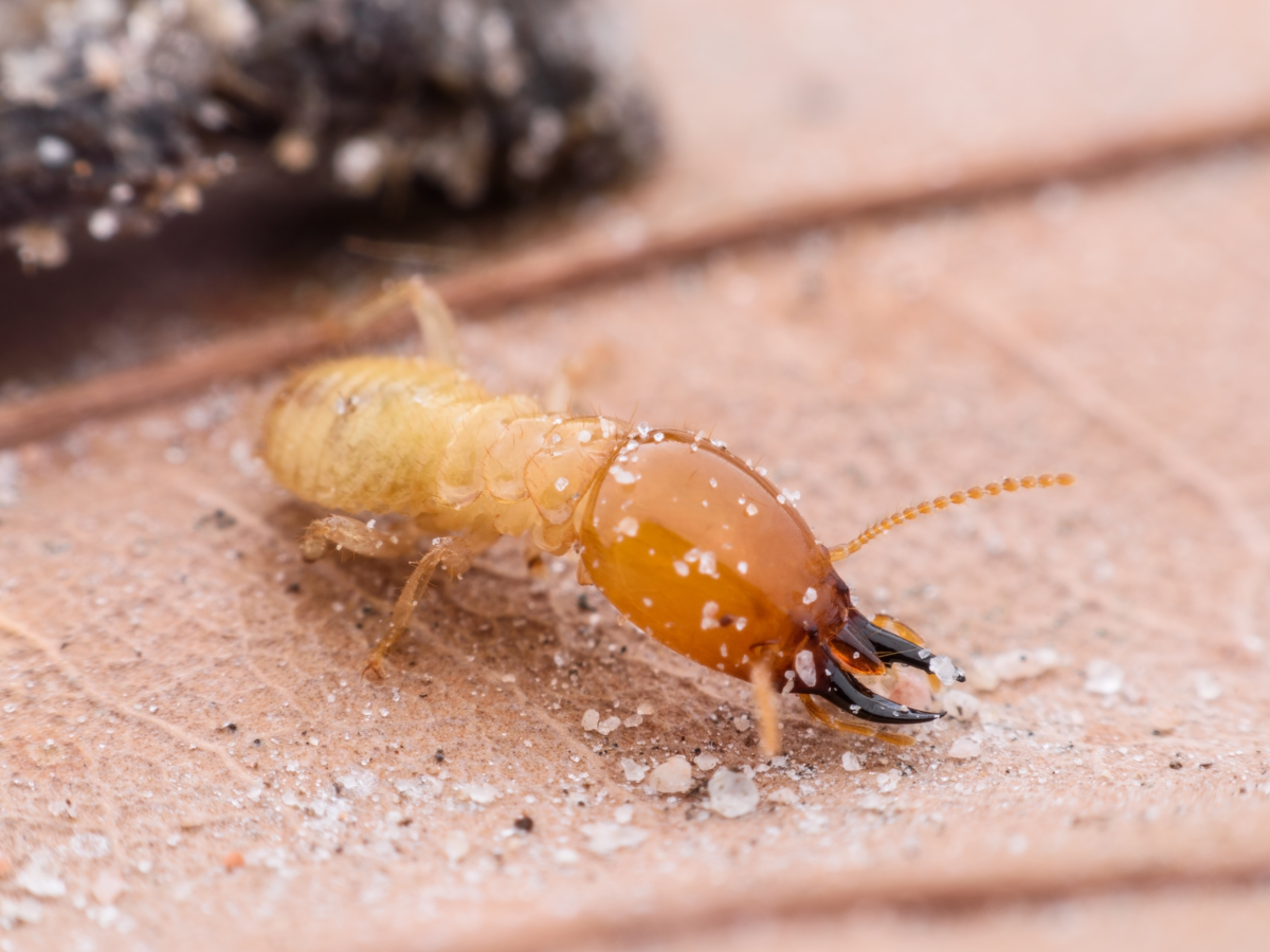 termite defense