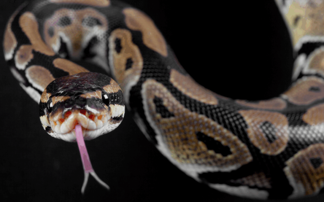 Miami’s Sneaky Snakes: How to Keep Your Yard Slither-Free This Fall