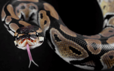 Miami’s Sneaky Snakes: How to Keep Your Yard Slither-Free This Fall