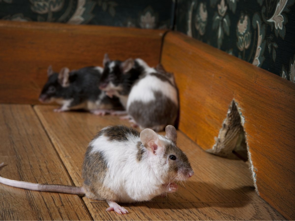 House Mice on the Move house mice